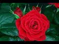 Malare Mounama Whatsapp Status Pathijeevan Kondu Tamil Melody