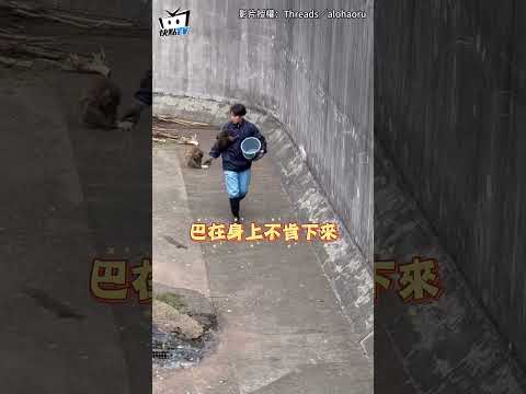 【黏踢踢小猴】Panchi見飼育員「狂奔飛撲爬上身」 怎麼樣都不肯下來❤️ #shorts