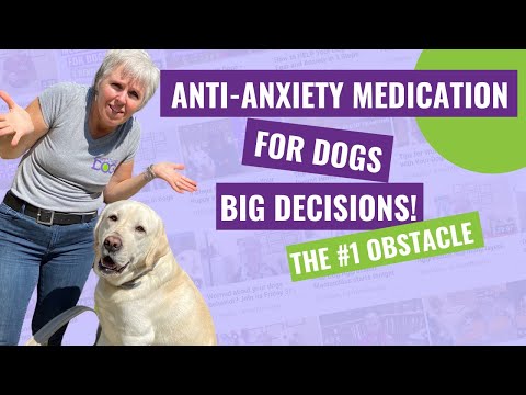 Anti-Anxiety Medication for Dogs – The #1 Obstacle to Saying YES!