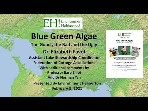 image-What do you need to know about blue-green algae?