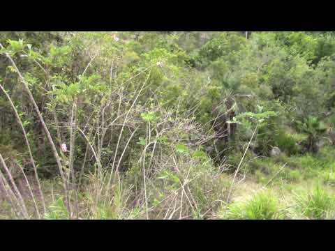 Roystonea regia in Habitat Holguin Cuba