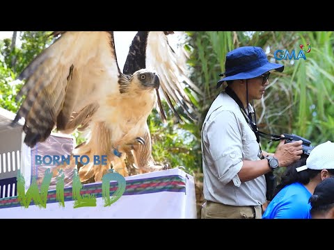 Releasing a rescued Philippine eagle back into the wild Born to be Wild