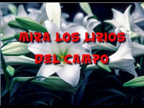 MIRA LOS LIRIOS DEL CAMPO