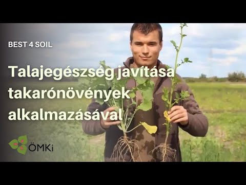 Talajegészség javítása takarónövények alkalmazásával - Best4Soil