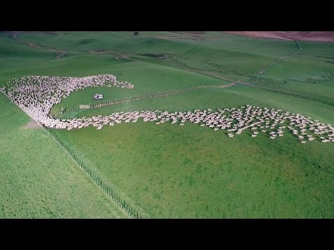 , title : 'Mesmerising Mass Sheep Herding'