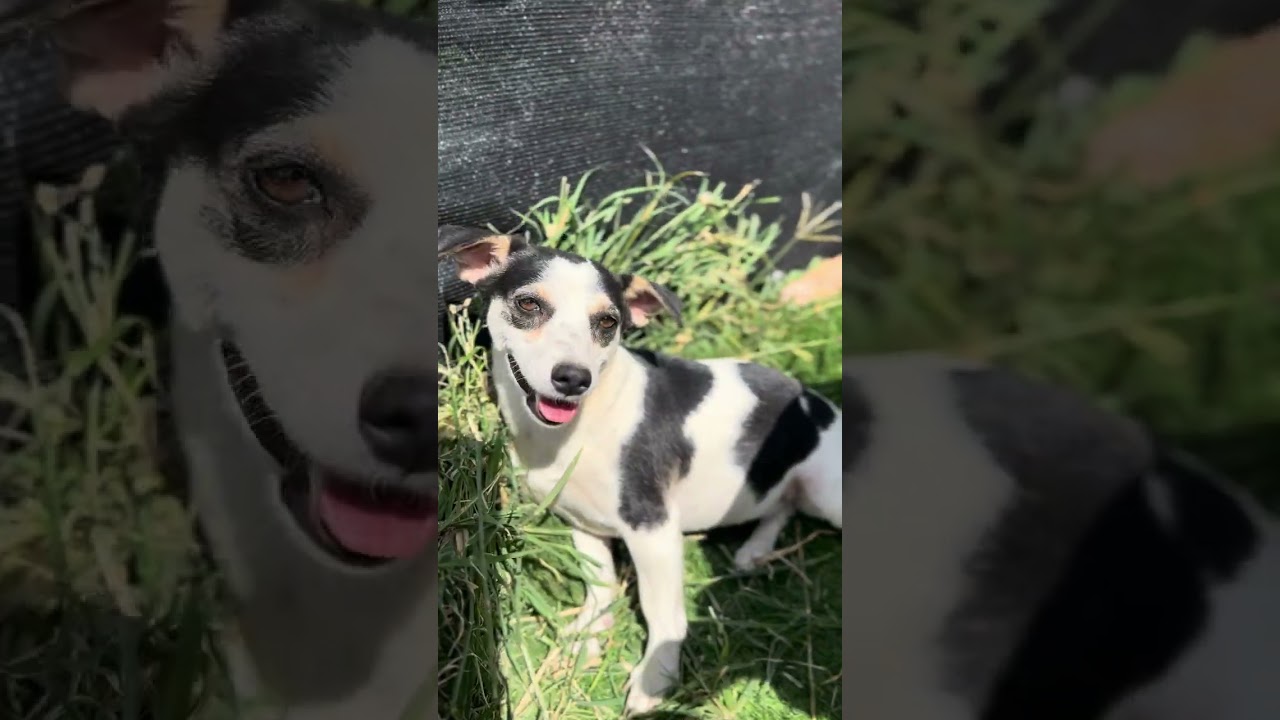 Maddie, a Adoptable mixed breed in Encino, CA video 6/6
