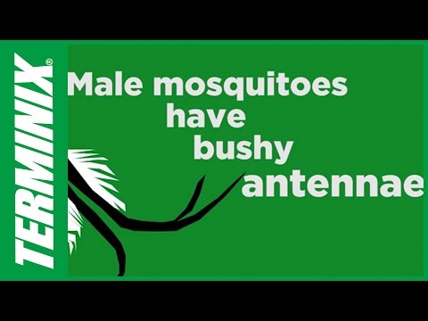 蚊から家を守る - オスの蚊とメスの蚊の違いは何ですか? -ターミニクス