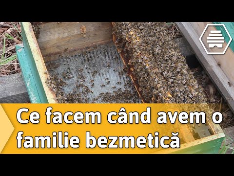 Ce facem cand avem o familie bezmetica