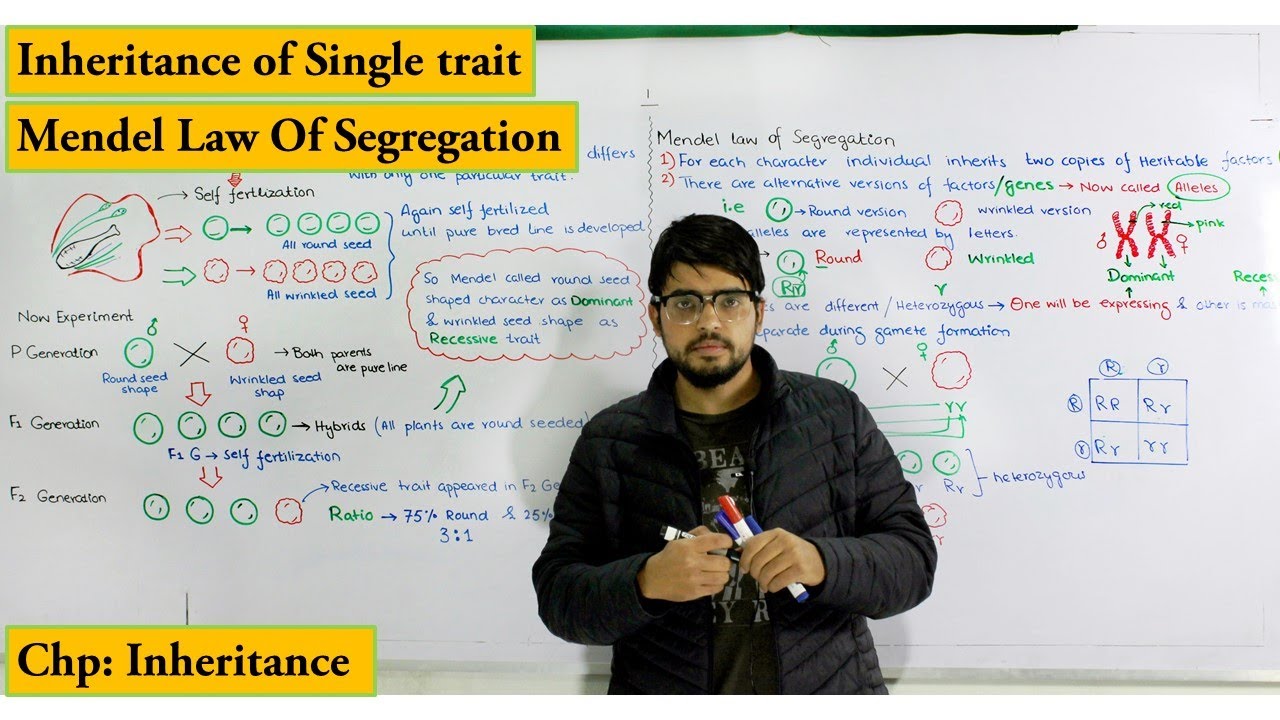 Law of segregation / Monohybrid cross detailed explanation | Chapter Genetics / Inheritance