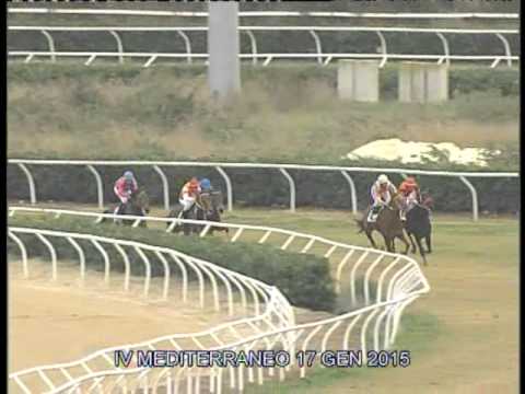 Galoppo Corse del 17 Gennaio 2015