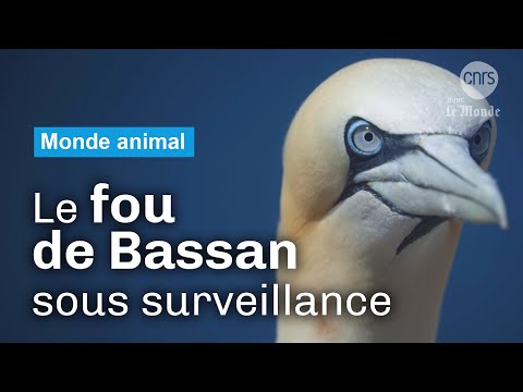 Les fous de Bassan face au virus | Reportage CNRS