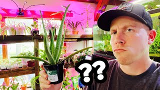Aloe Vera Plant is Drooping? Falling Over?