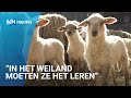 Lammetjes de wei in: "Dat alles gezond naar buiten gaat, is super!"