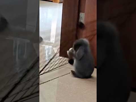 Le moment parfait pour votre animal 🤭