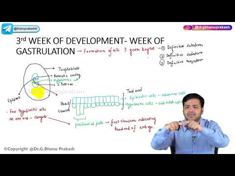 11. Third Week Of Development : Embryology🚼