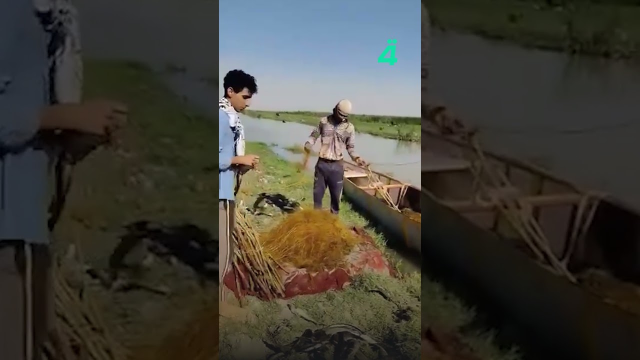 فيديو | بعد تمدده في المياه العراقية.. صيادون يوثقون صيد سمك السلور في بحيرة الرزازة وهور الحويزة