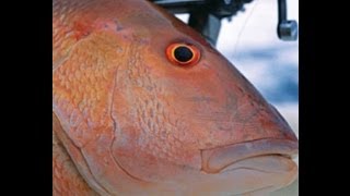 Day 4 Fishing in Marathon Florida