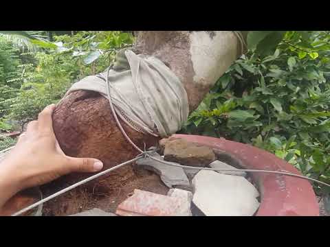 cây mai rừng hình thú