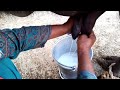 Buffalo Milking By Hand Nili Buffalo Milking Hand Milking By Villager Women