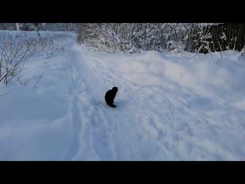 Моя любимка, лечебная кошка.