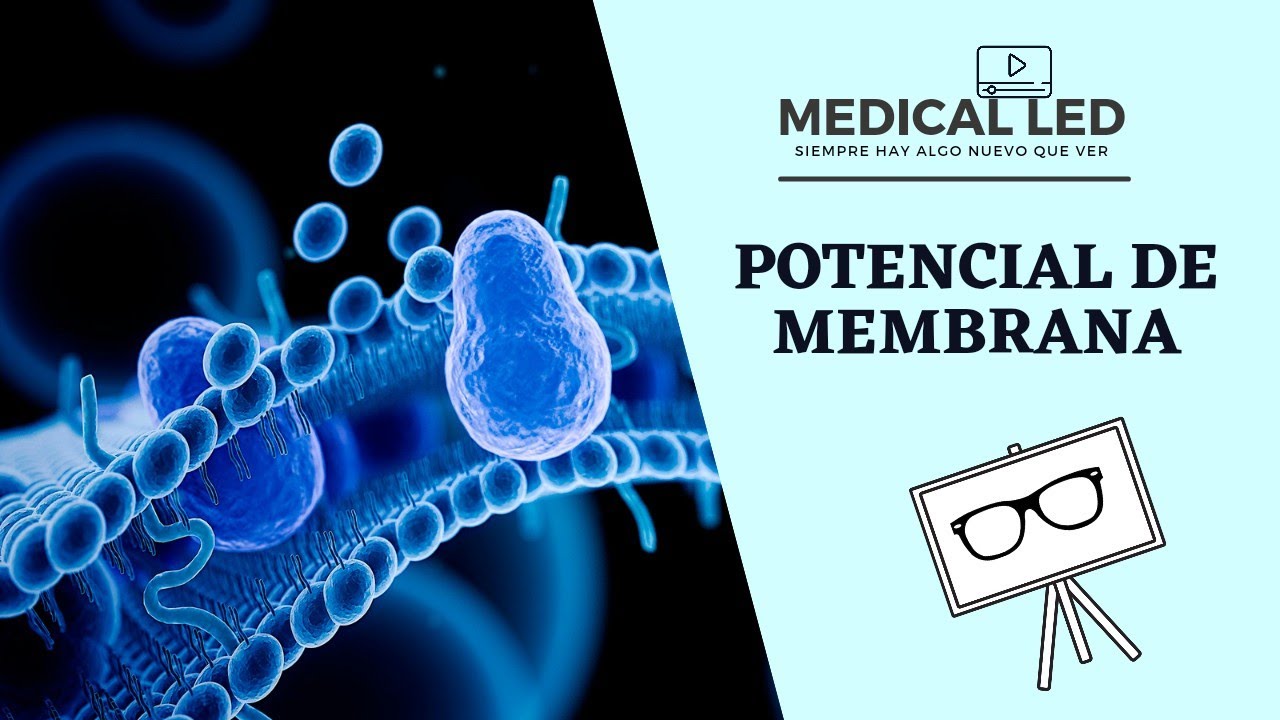 POTENCIAL DE MEMBRANA 1: Definición y factores que lo establecen
