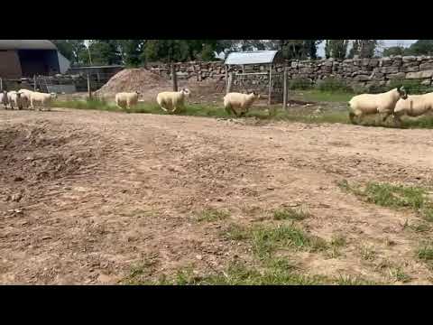 50 ewe lambs