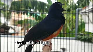 Download lagu 30 detik saja jadikan murai Pastol NYAUT GACOR mp3 Download lagu 30 detik saja jadikan murai Pastol NYAUT GACOR mp3