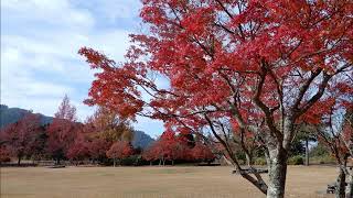 Download lagu シャミナードのAutumn(秋)　マントヴァーニ楽団 mp3