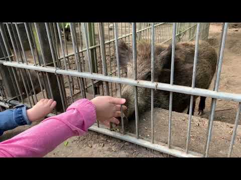Schüler,s on Tour --  Halberstädter Tierpark