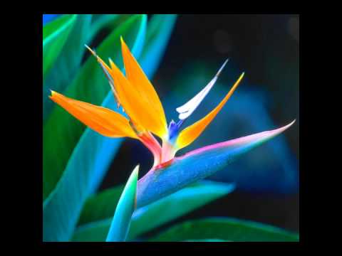 traxx project(you)mak.wmv