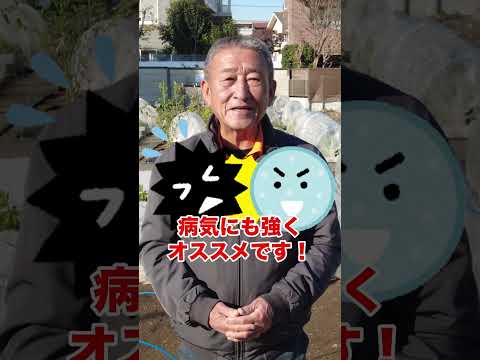 バルコニーのミニ菜園：何を植えて、収穫を維持する方法は？  庭園