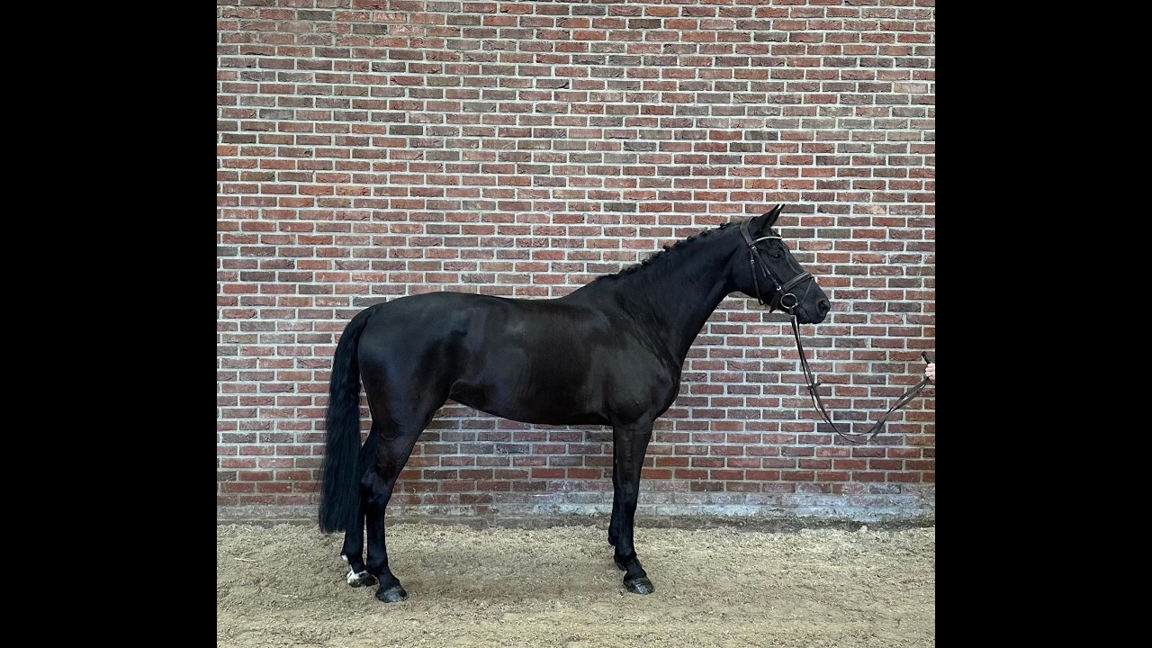 Odesta Zen Senti (FALAISE DE MUZE x NUMERO UNO) video 2