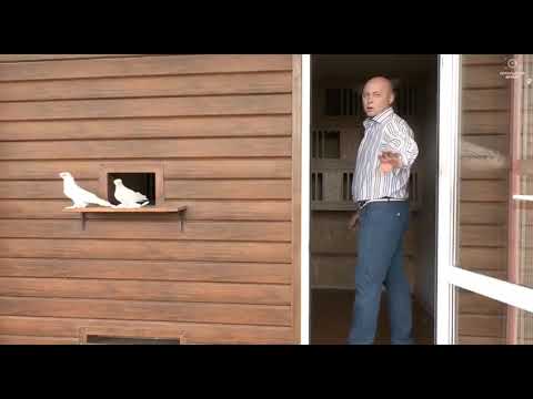 Uzbek Pigeons Узбекские голуби