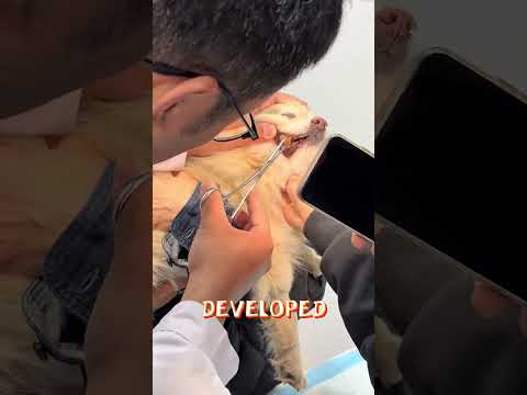 DANGEROUS Tartar Build-up: What Your Pomeranian Is Hiding #dentalhealth