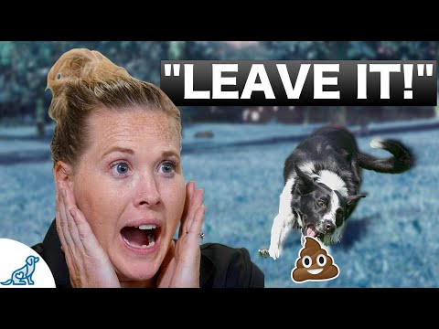 How To Teach Your Puppy To Leave It - Professional Dog Training Tips
