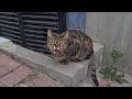 Very Hungry Sweet Tabby Cat Meows Sadly And Asks For Food
