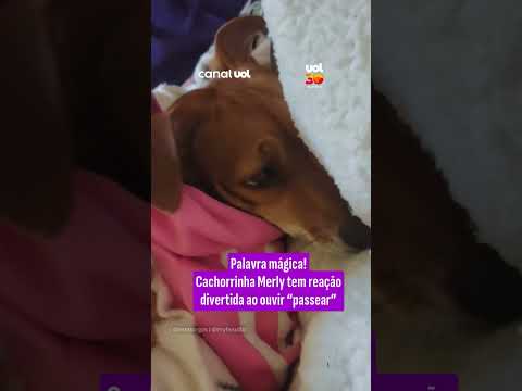 Cachorrinha Merly tem reação divertida ao ouvir palavra “passear”
