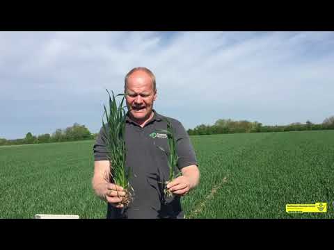 [RHG] Feldtag 2021 - Weizenvorstellung