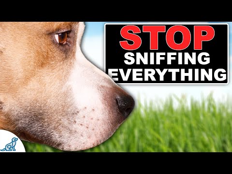 STOP Your Dog From Ignoring You On Walks!