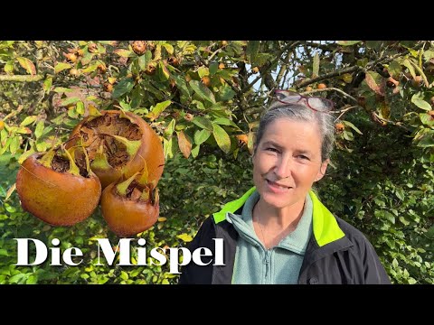Die vergessene Frucht: Die Mispel, Geheimtipp für deine Gesundheit