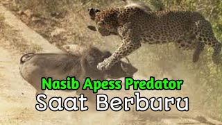 Download lagu Predator Apes || 11 Momen Predator Gagal Disaat Berburu mp3