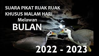 Download lagu Suara Pikat Ruak MALAM Ampuh | waterhen sound | night bird sound | voice chim quock moi 99 mp3 Download lagu Suara Pikat Ruak MALAM Ampuh | waterhen sound | night bird sound | voice chim quock moi 99 mp3