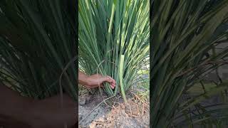 Download lagu Cara memanen serai #berkebun #serai #tipsberkebun #pertaniancerdas #kebun mp3
