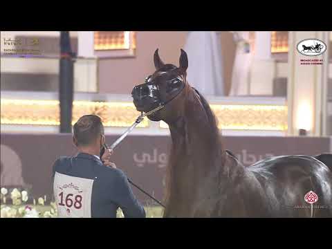 N 168 BADI ATHBAH   Katara International Arabian Horse Festival   Stallions 4 6 Years Old Class 10A