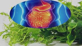 សារៈប្រយោជន៍ស្លឹកបាស