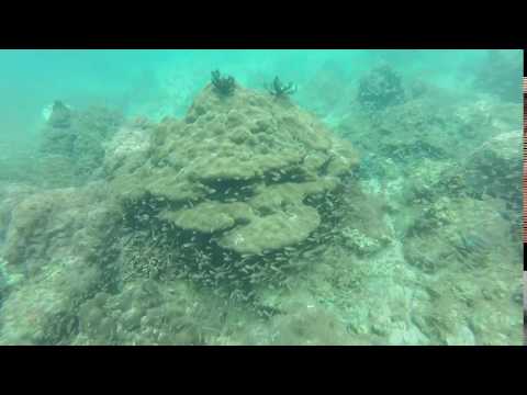 Beautiful little fish at Gorkana Point Trincomalee!