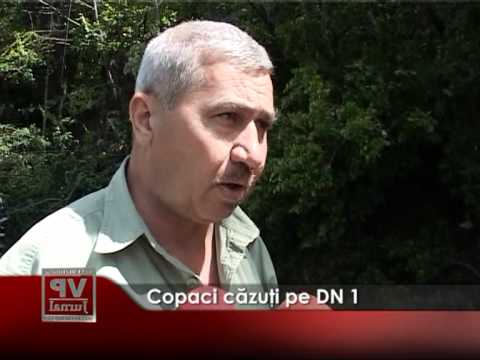COPACI CAZUTI PE DN1