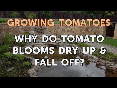 Is Vinegar Good for Tomato Plants