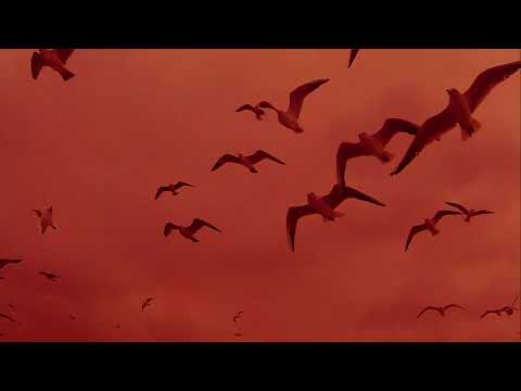 Citadino Express - Náufrago (Single) 