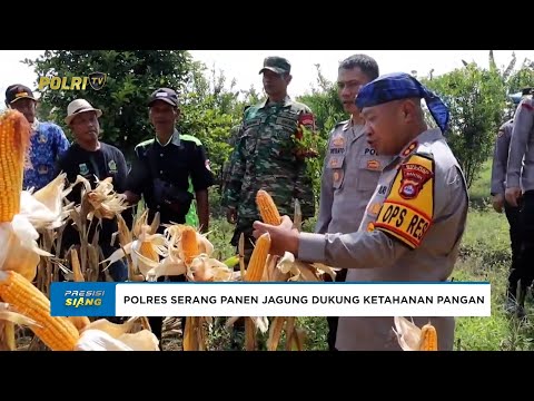 KAPOLRES SERANG PANEN JAGUNG BERSAMA KELOMPOK TANI BAKTI SATU
